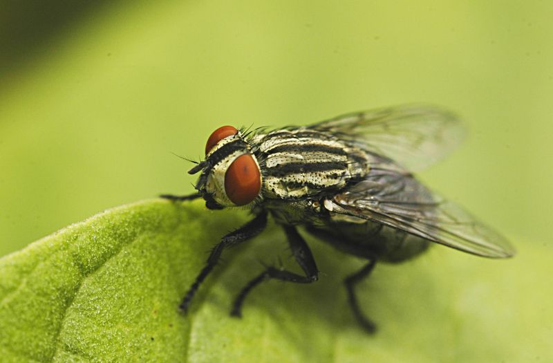 Fly Extermination in New Braunfels, TX