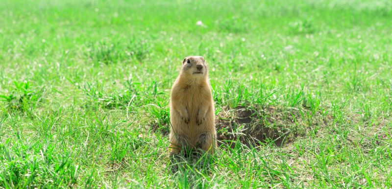 Gopher Extermination Service