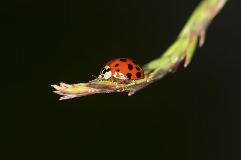 Ladybug Removal in Katy, TX